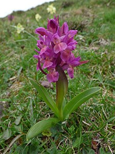 Elder-flowered Orchid - Orchis sambucina © John Muddeman